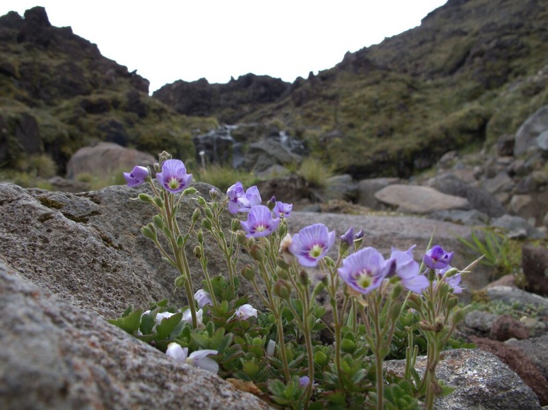 Veronica hookeriana photo 3