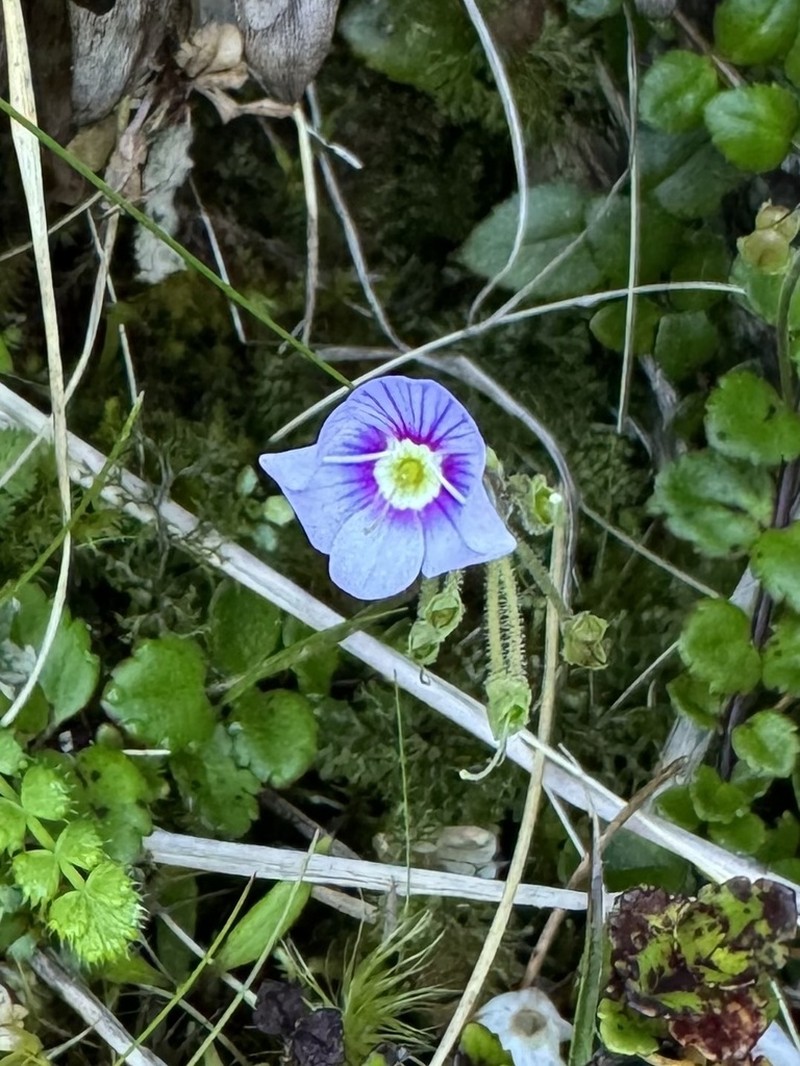 Veronica hookeriana photo 4