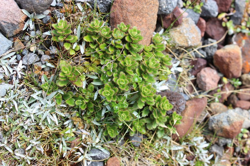 Veronica hookeriana photo 5