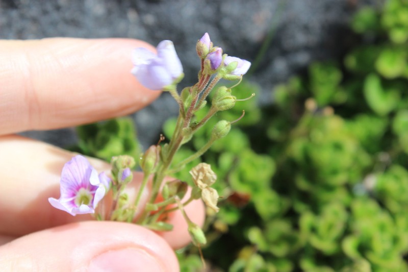 Veronica hookeriana photo 6