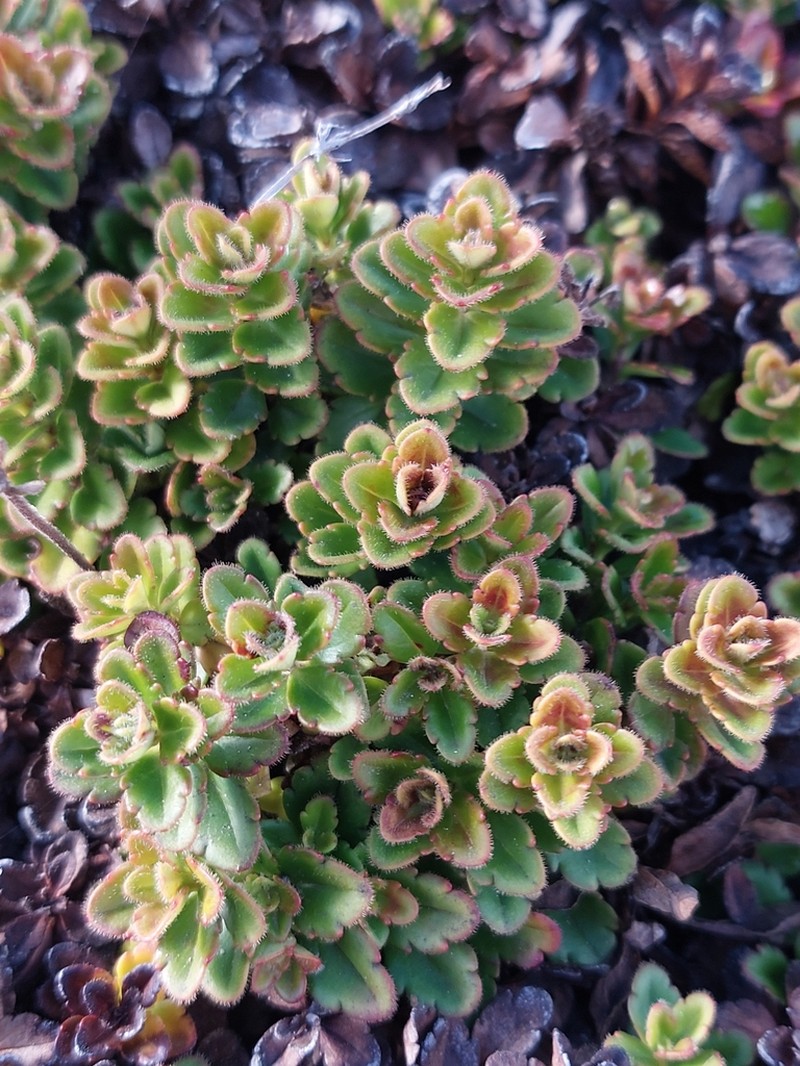 Veronica hookeriana photo 7