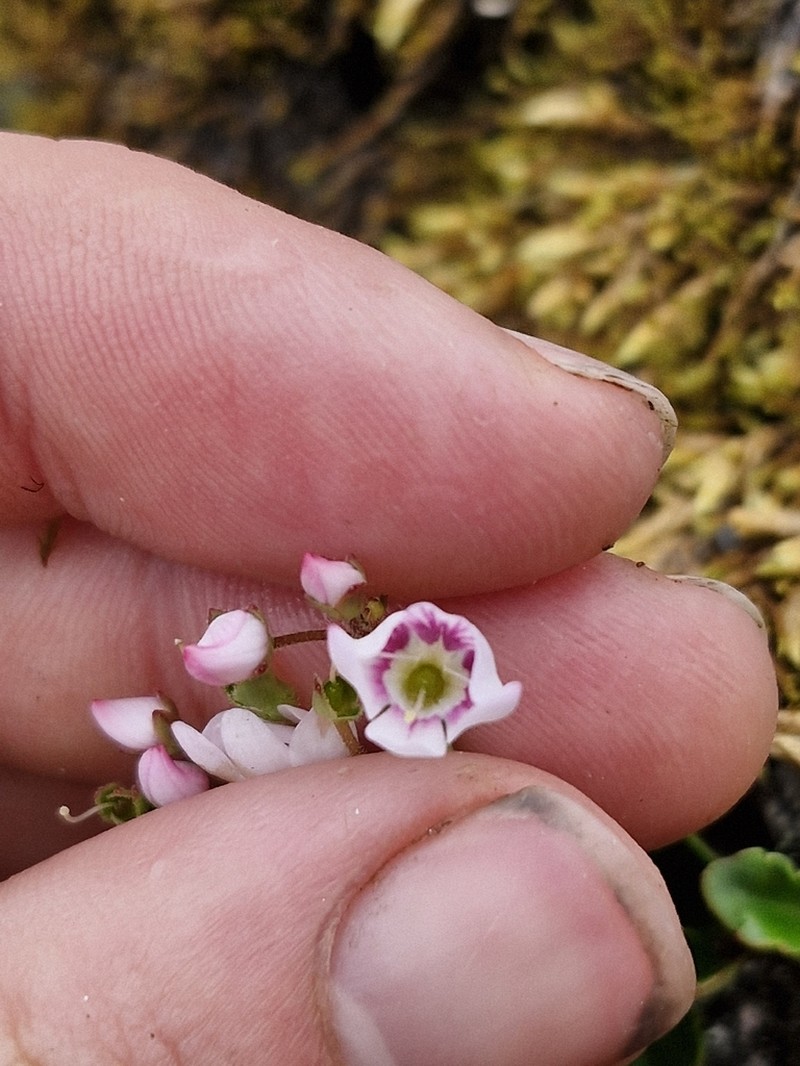 Veronica hookeriana photo 8