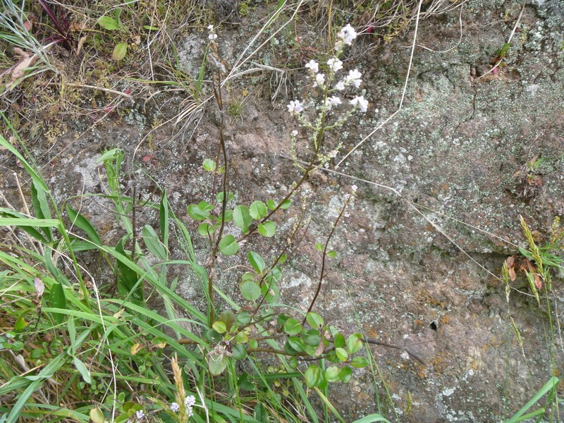 Veronica hulkeana