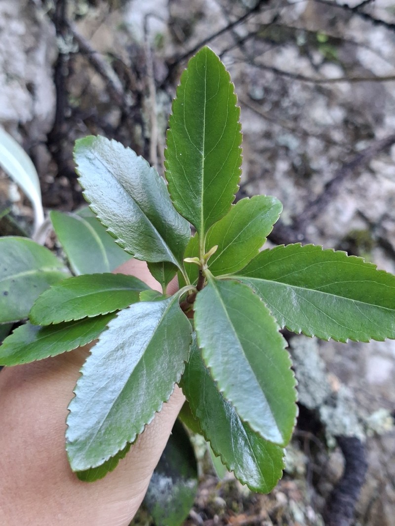 Veronica hulkeana photo 3