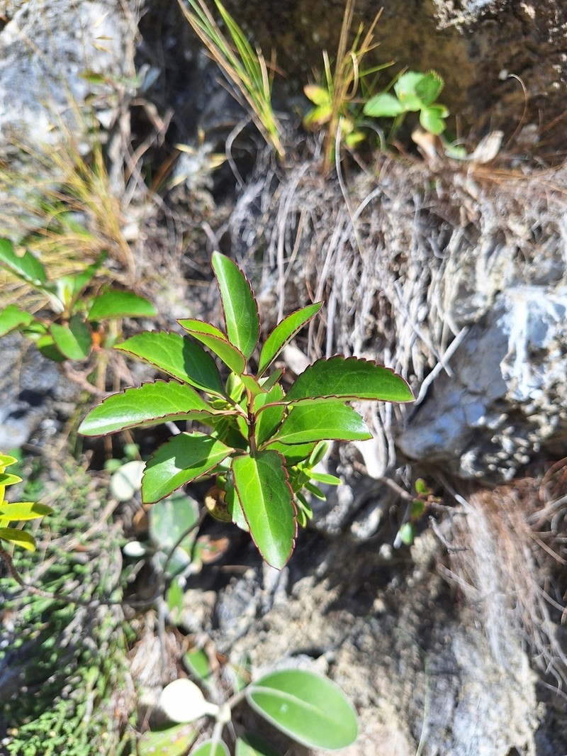 Veronica hulkeana photo 5