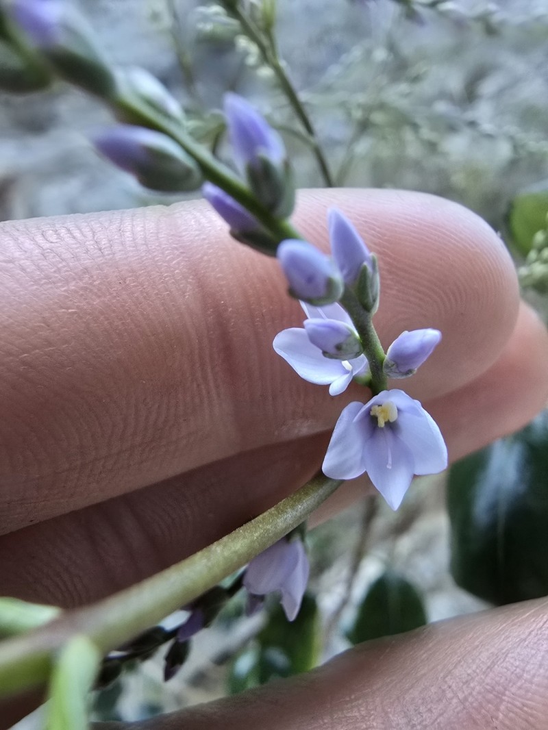 Veronica hulkeana photo 6