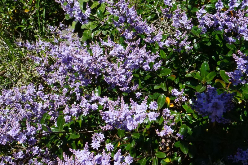 Veronica hulkeana photo 7