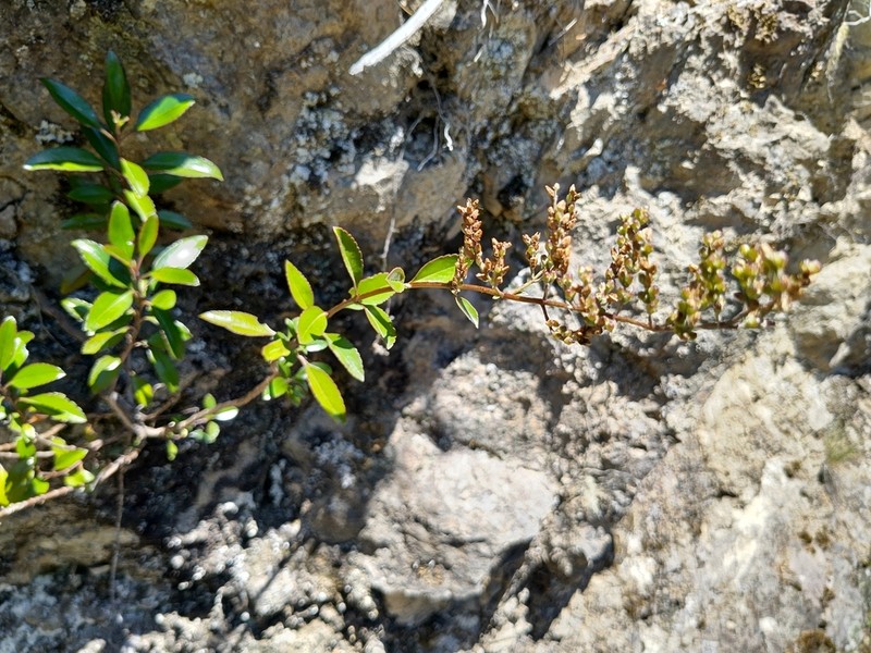 Veronica hulkeana photo 8