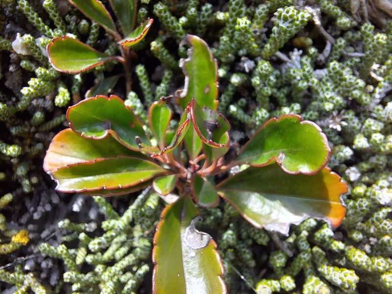 Veronica hulkeana subsp. evestita