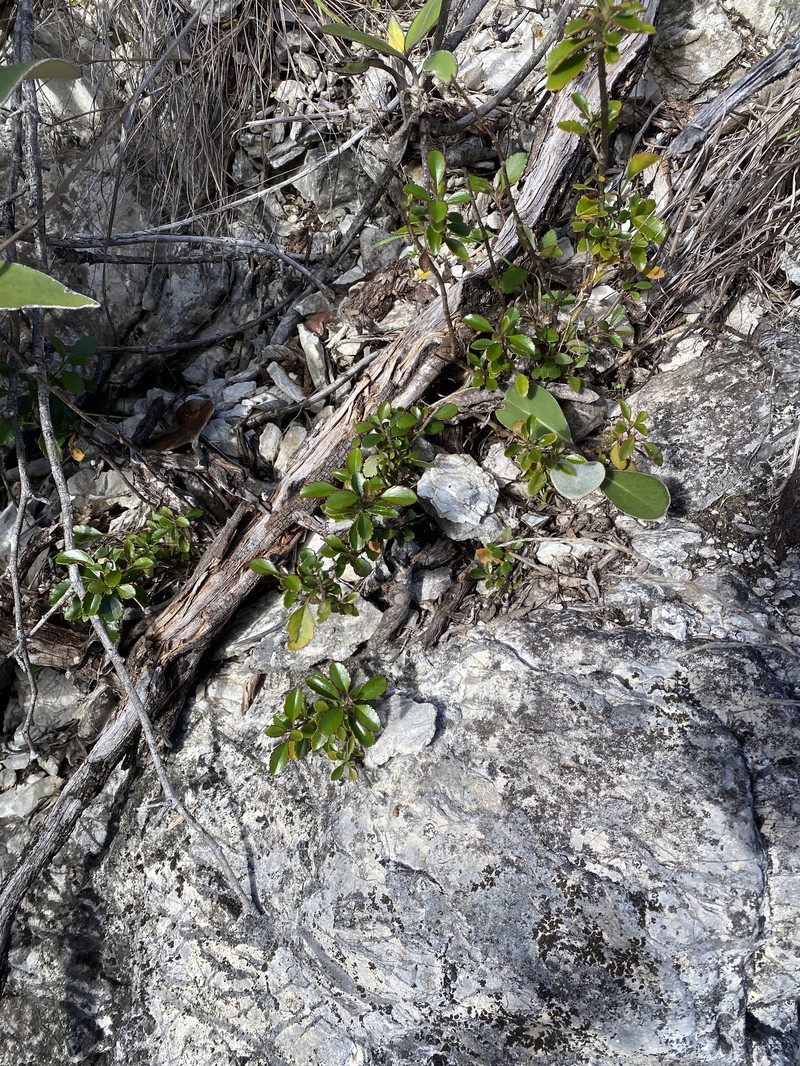 Veronica hulkeana subsp. evestita photo 2