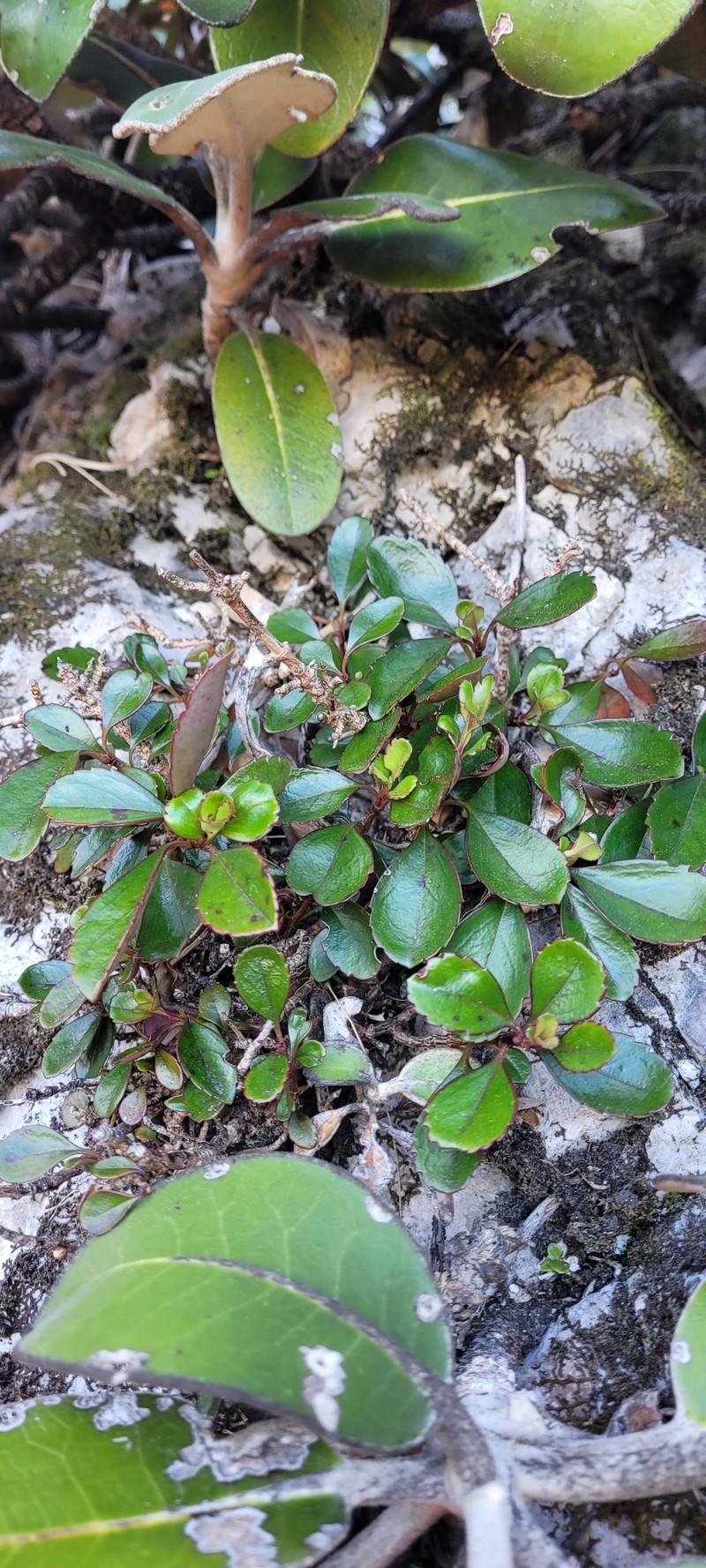 Veronica hulkeana subsp. evestita photo 3
