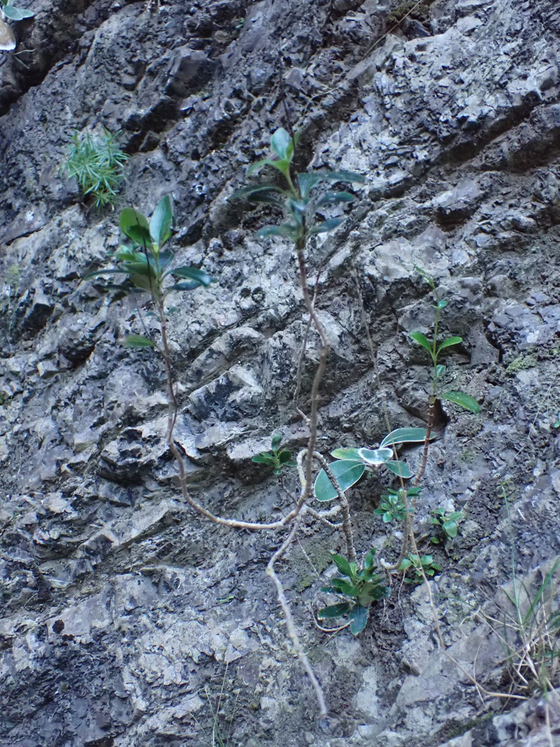 Veronica hulkeana subsp. evestita photo 4