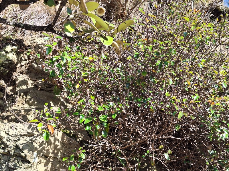 Veronica hulkeana subsp. hulkeana