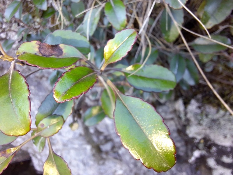 Veronica hulkeana subsp. hulkeana photo 2