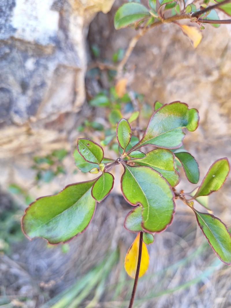 Veronica hulkeana subsp. hulkeana photo 3