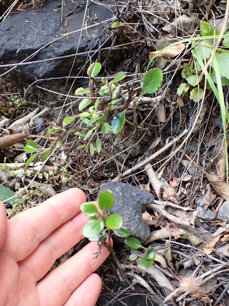 Veronica hulkeana subsp. hulkeana photo 4