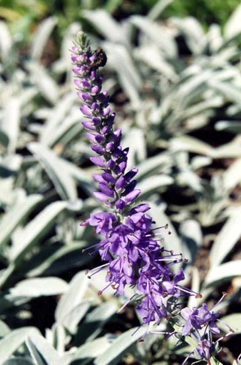 Veronica incana