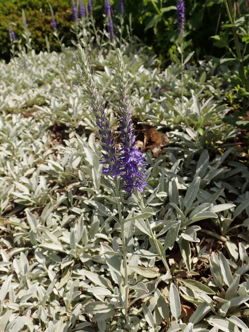 Veronica incana photo 2