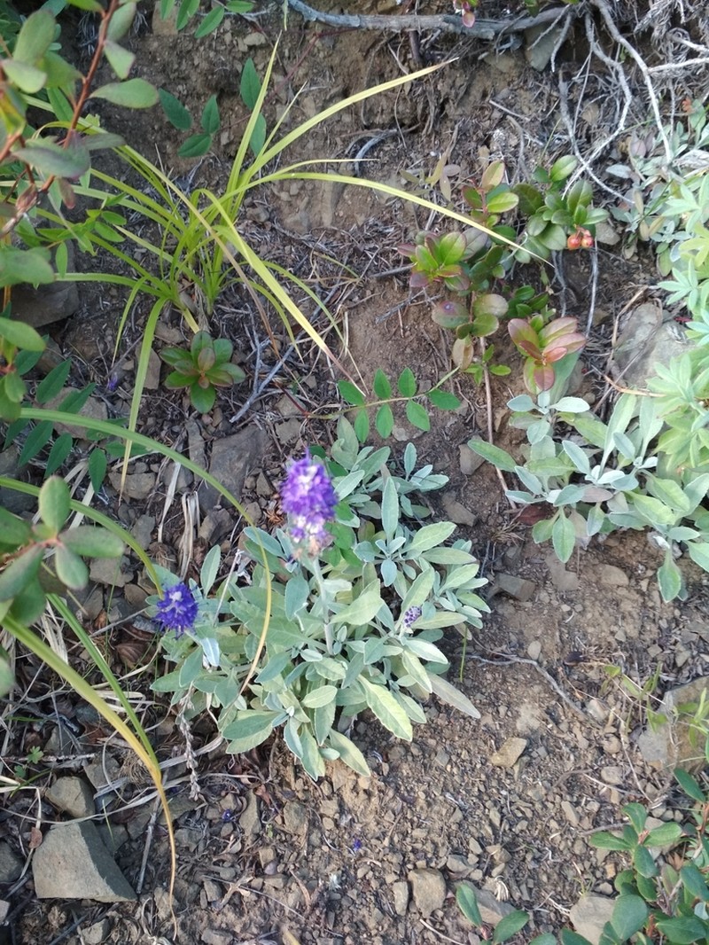 Veronica incana photo 3