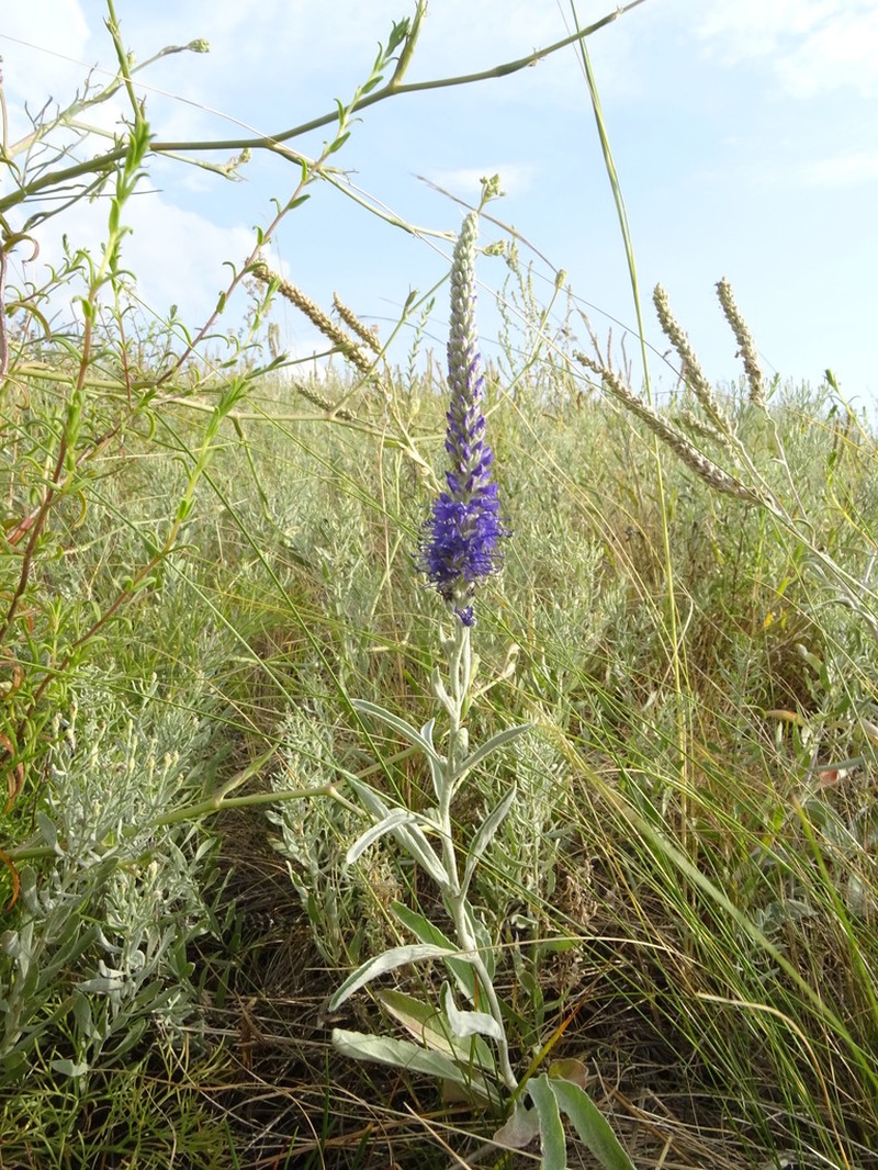Veronica incana photo 4
