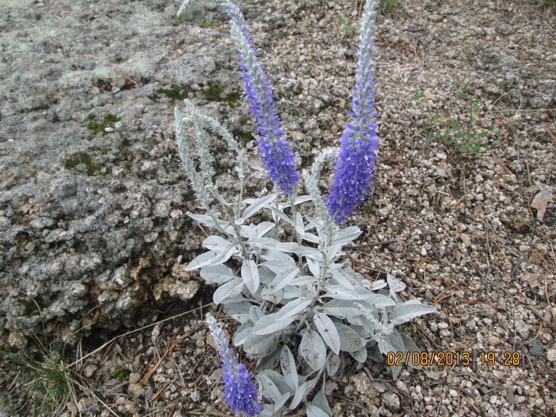 Veronica incana photo 5