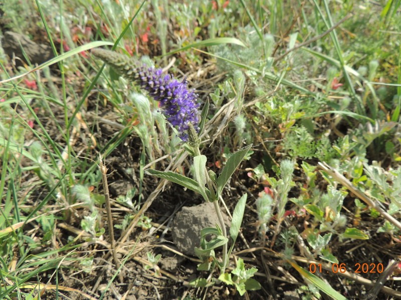 Veronica incana photo 6