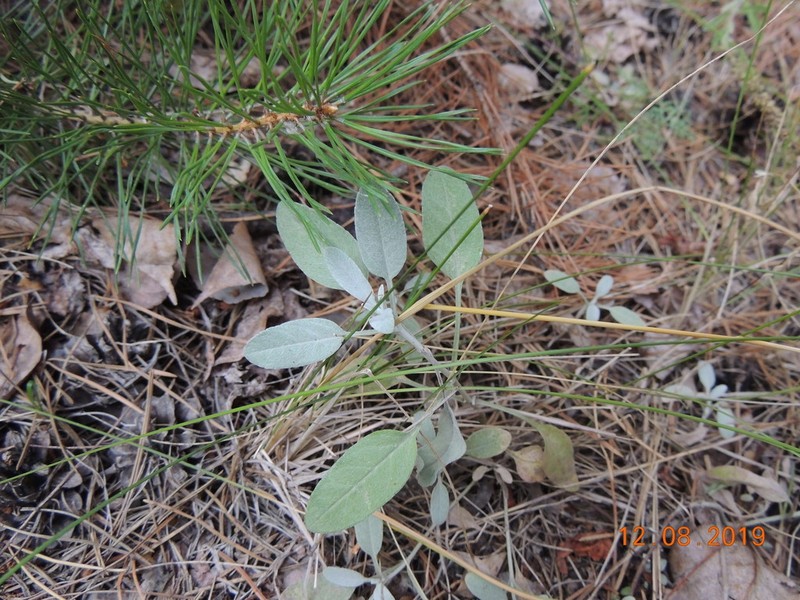 Veronica incana photo 7