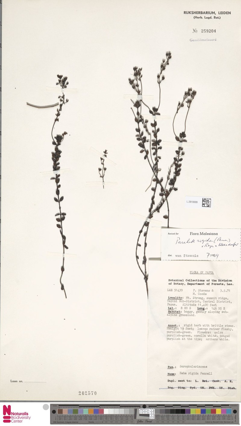 Veronica inflexa