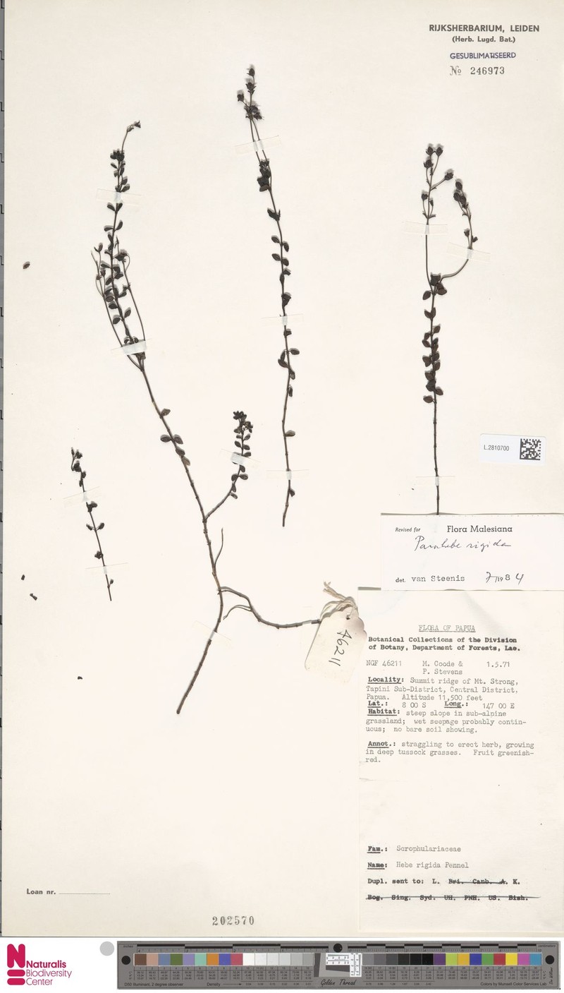 Veronica inflexa photo 2