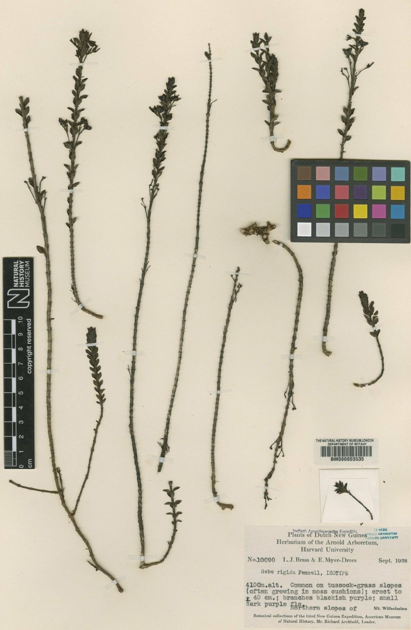 Veronica inflexa photo 3