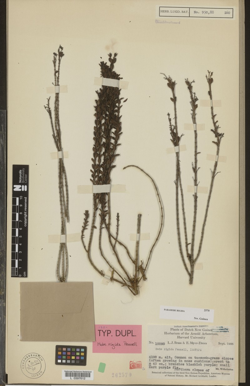 Veronica inflexa photo 4