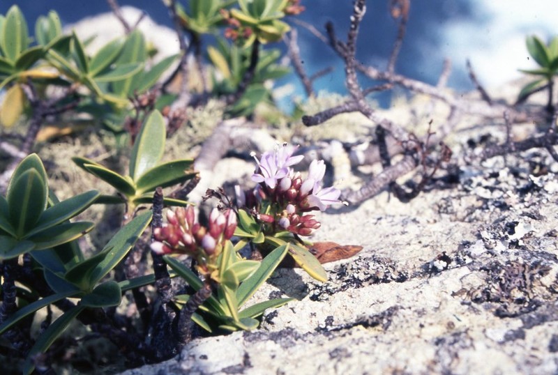 Veronica insularis photo 2
