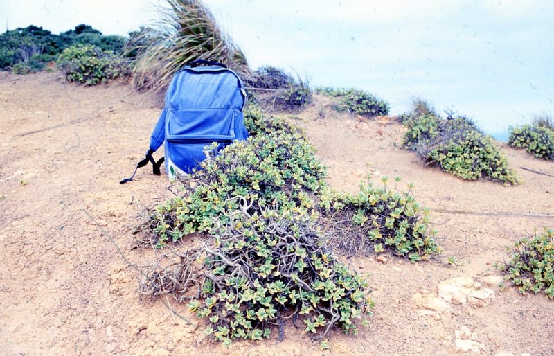 Veronica insularis photo 3