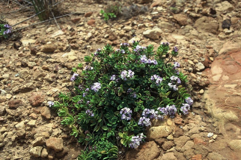 Veronica insularis photo 4