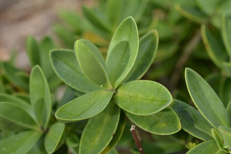 Veronica insularis photo 5