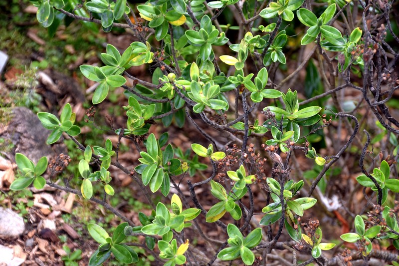 Veronica insularis