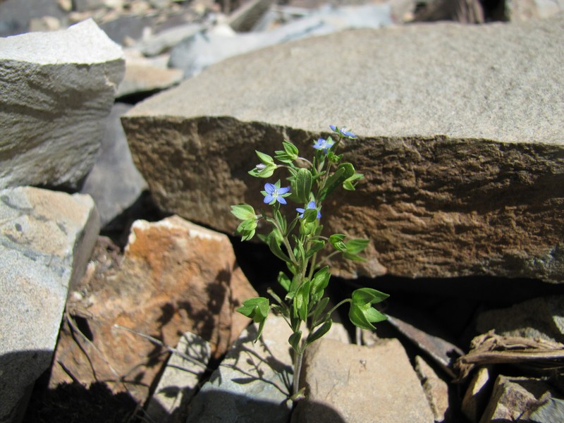 Veronica intercedens photo 8