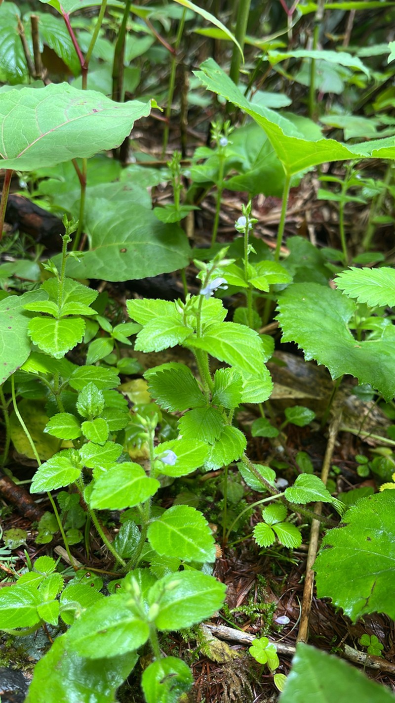 Veronica japonensis photo 3