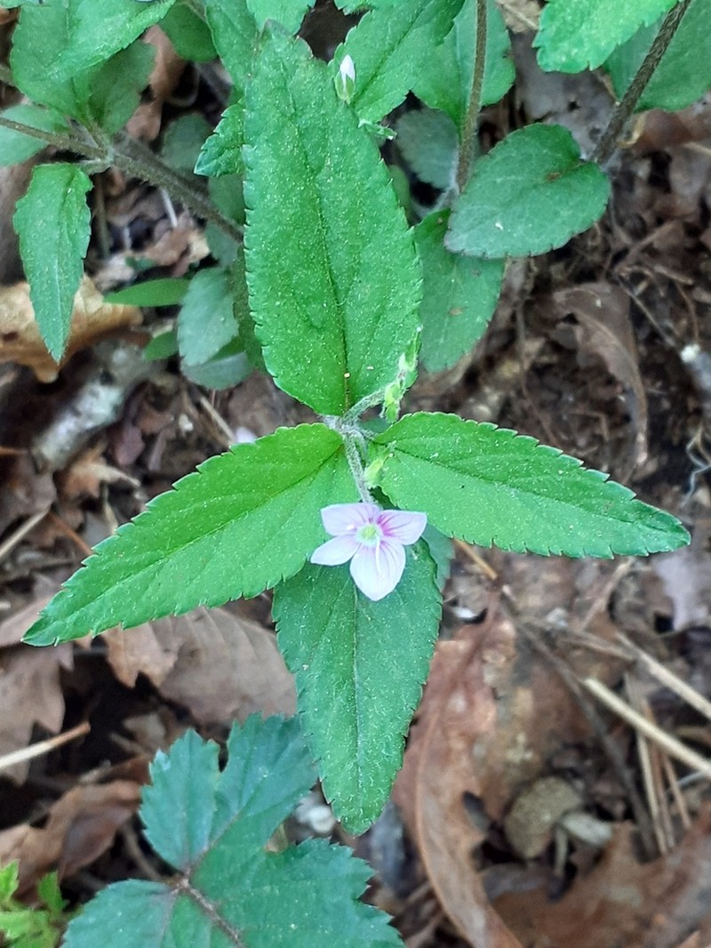 Veronica japonensis photo 4
