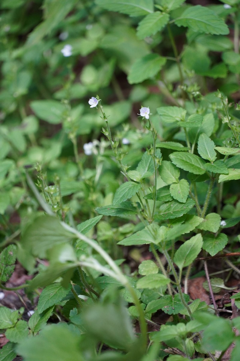 Veronica japonensis photo 5