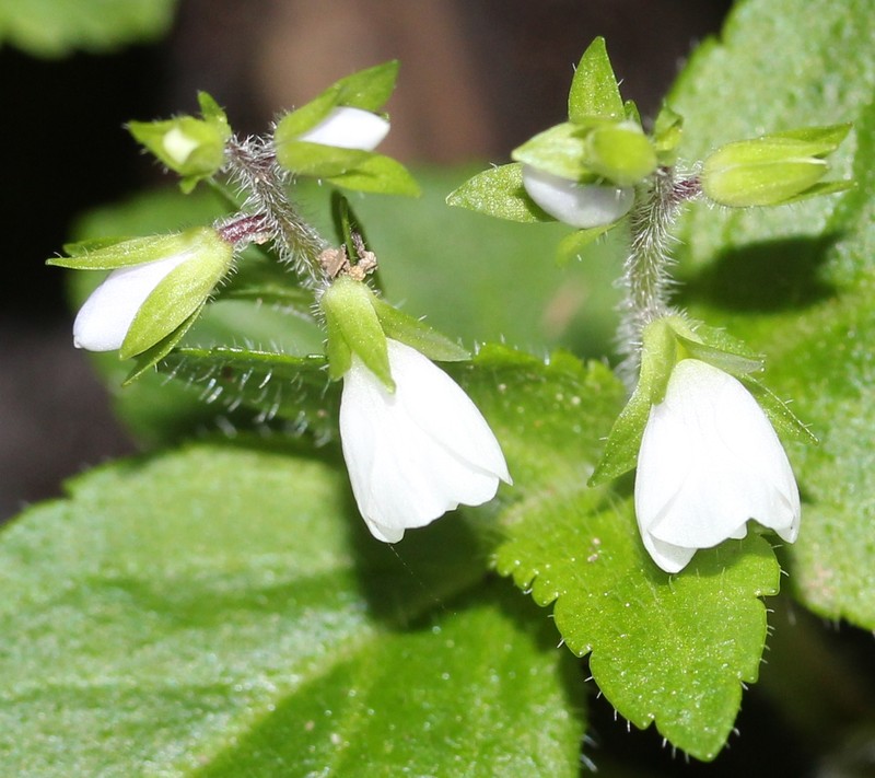 Veronica japonensis photo 6