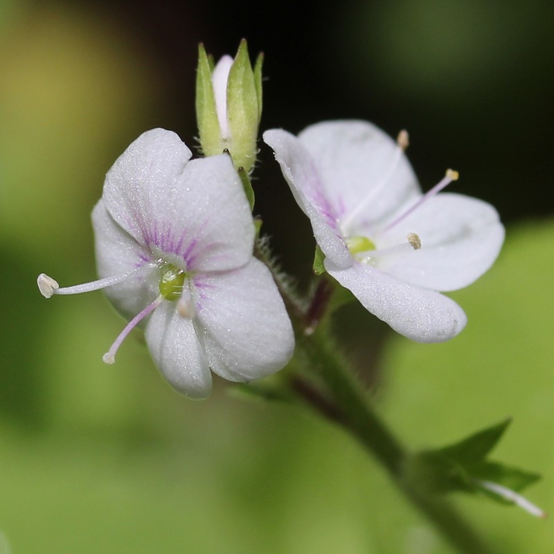 Veronica japonensis photo 7