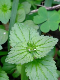 Veronica javanica