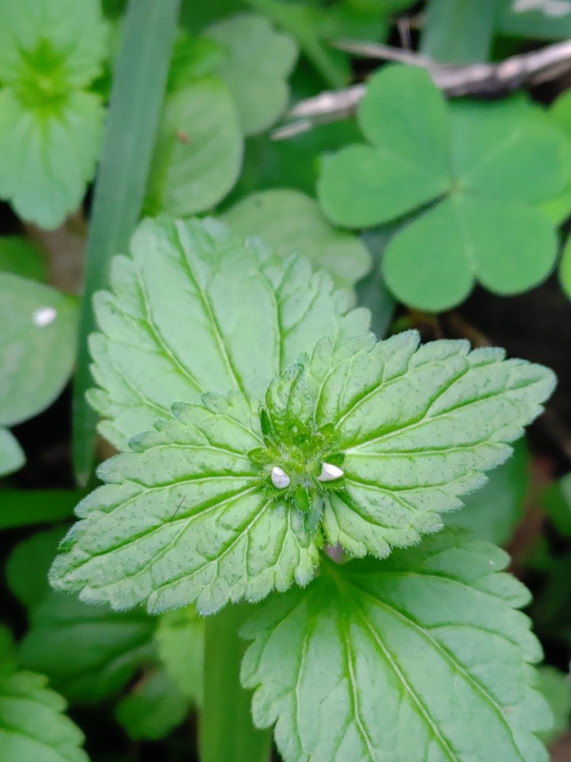 Veronica javanica