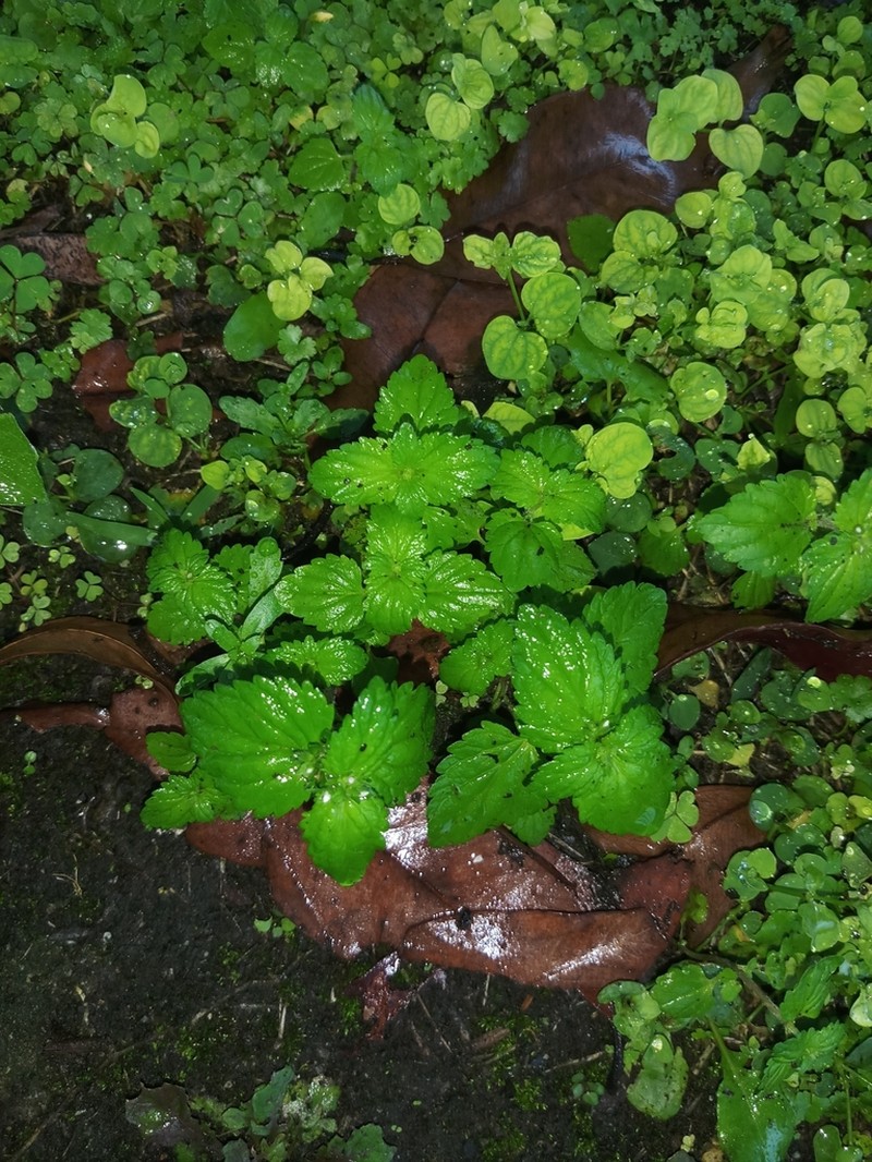 Veronica javanica photo 2