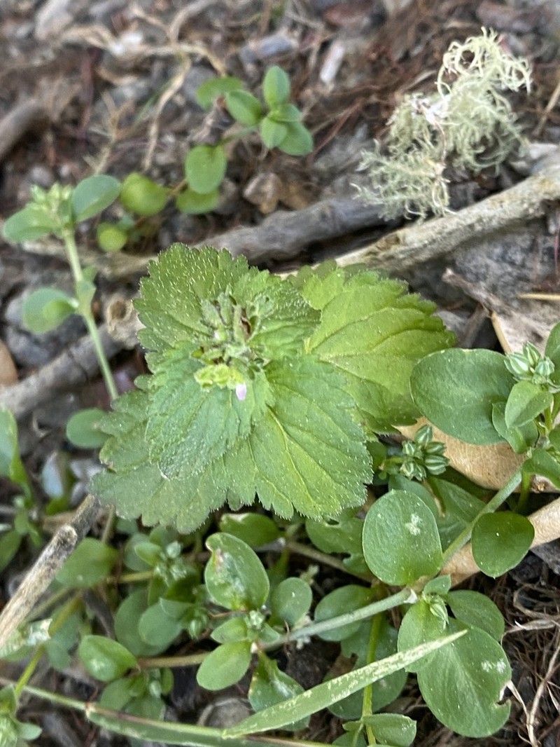 Veronica javanica photo 3