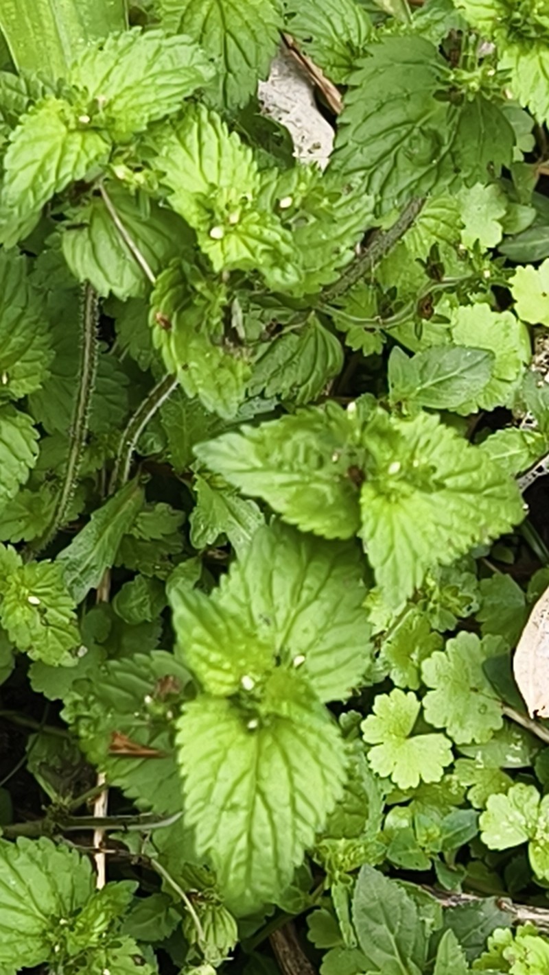 Veronica javanica photo 4