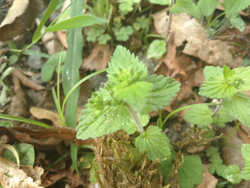 Veronica javanica photo 5