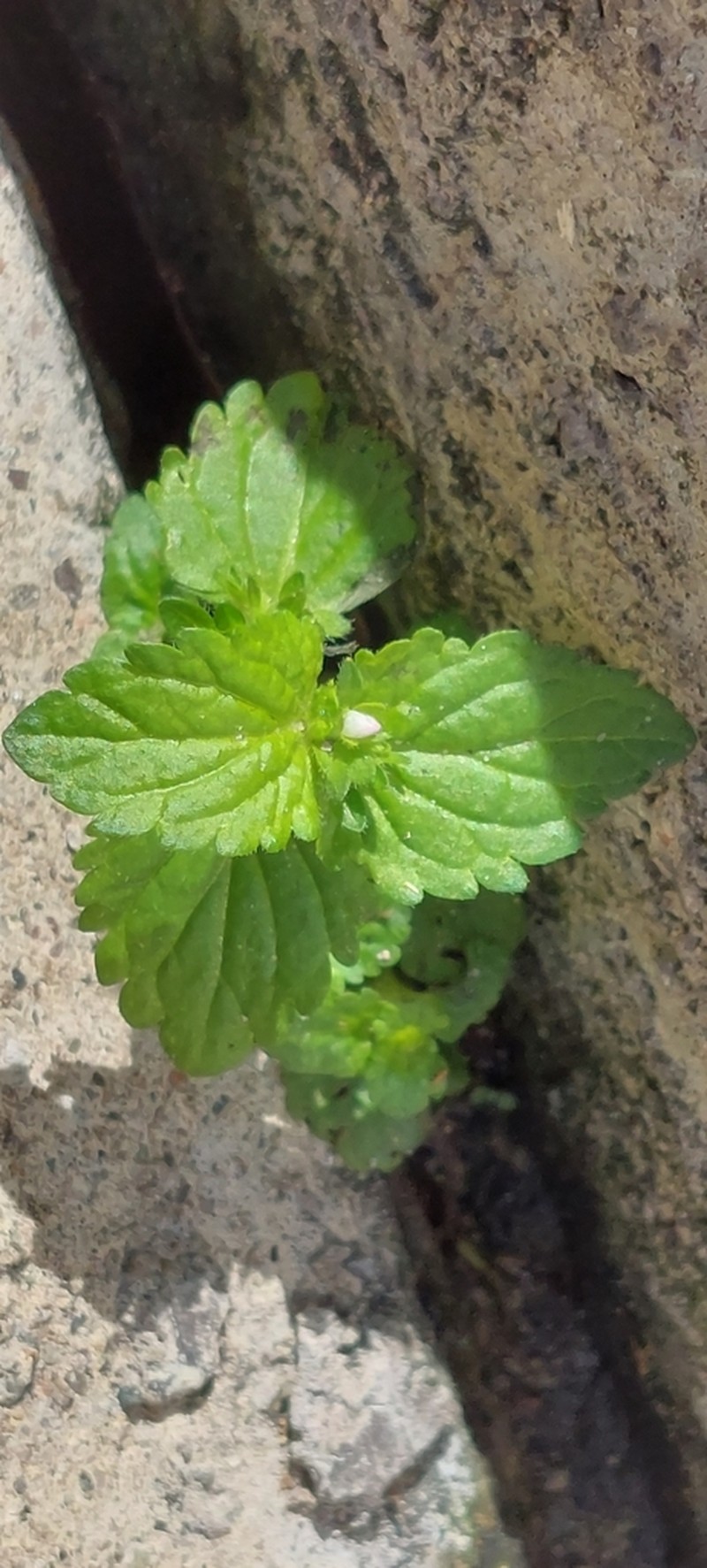 Veronica javanica photo 6