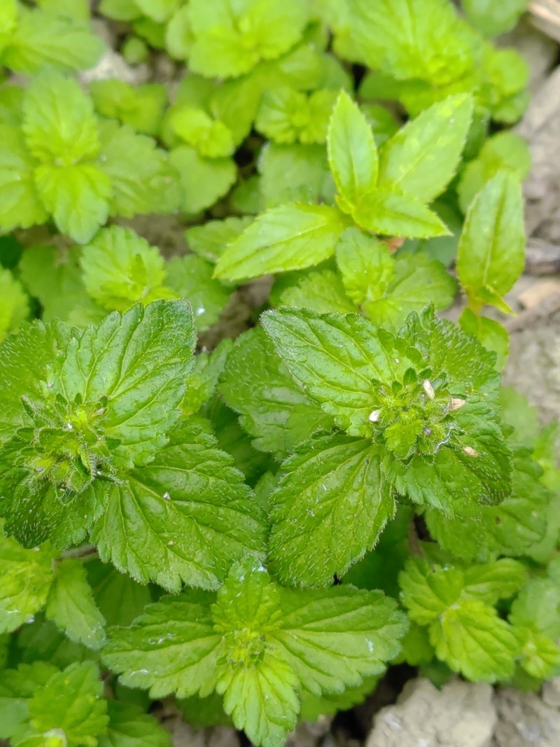 Veronica javanica photo 8